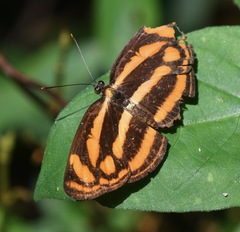 Lasippa tiga siaka