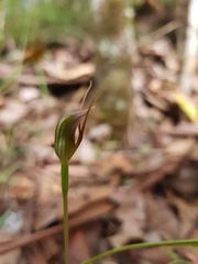 Pterostylis erecta