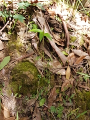 Pterostylis erecta