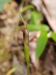Pterostylis erecta