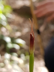 Pterostylis erecta