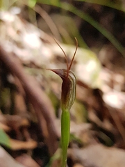 Pterostylis erecta