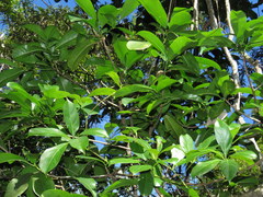 Cissus sterculiifolia