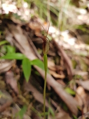 Pterostylis erecta