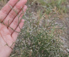 Limonium sareptanum