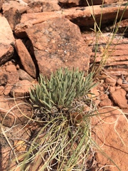 Townsendia hookeri