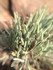 Townsendia hookeri