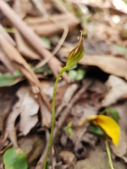 Pterostylis erecta