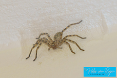 Eusparassus walckenaeri