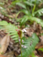 Pterostylis erecta