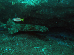 Orectolobus halei