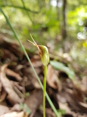 Pterostylis erecta