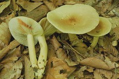 Lactarius fumosus