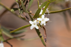 Myoporum platycarpum