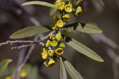 Alectryon oleifolius