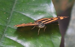 Lasippa tiga siaka