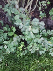 Podosphaera amelanchieris