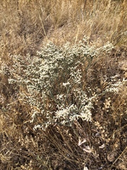 Eriogonum effusum