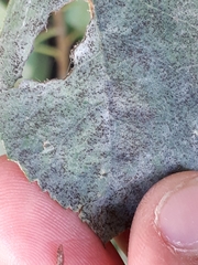 Podosphaera amelanchieris