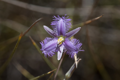 Thysanotus baueri