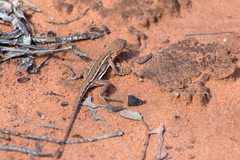 Ctenophorus spinodomus