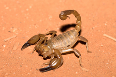 Urodacus yaschenkoi