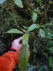 Brachyglottis hectorii