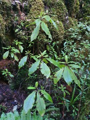 Brachyglottis hectorii