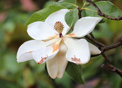 Magnolia grandiflora