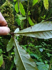 Brachyglottis hectorii