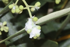 Euphyllura olivina