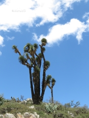 Yucca decipiens
