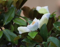 Magnolia grandiflora