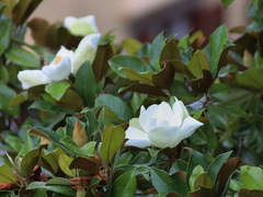 Magnolia grandiflora