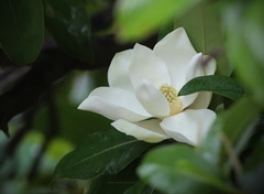 Magnolia grandiflora