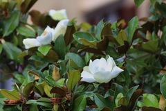 Magnolia grandiflora