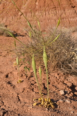 Eriogonum fusiforme