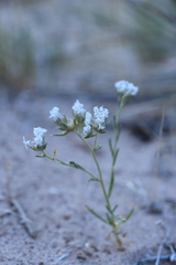 Ipomopsis gunnisonii