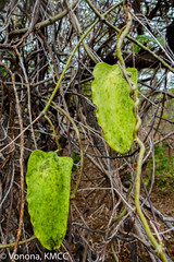 Cynanchum eurychitoides