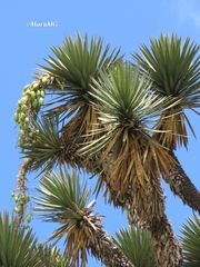 Yucca decipiens
