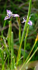 Moraea algoensis