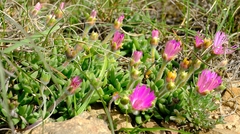 Trichodiadema calvatum