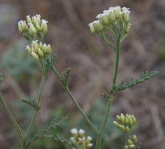 Achillea inundata