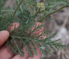 Achillea inundata