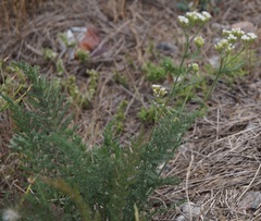 Achillea inundata