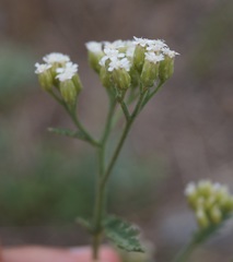 Achillea inundata