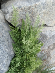 Cryptogramma cascadensis