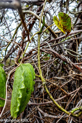 Cynanchum eurychitoides