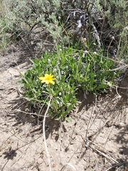 Stenotus armerioides