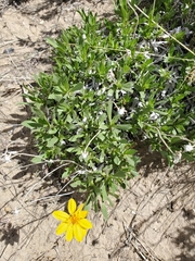 Stenotus armerioides